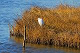 Egret On A Marsh Hammock_30781